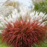 Miscanthus Lady in Red