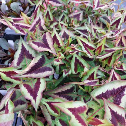 Persicaria microc. Purple Fantasy