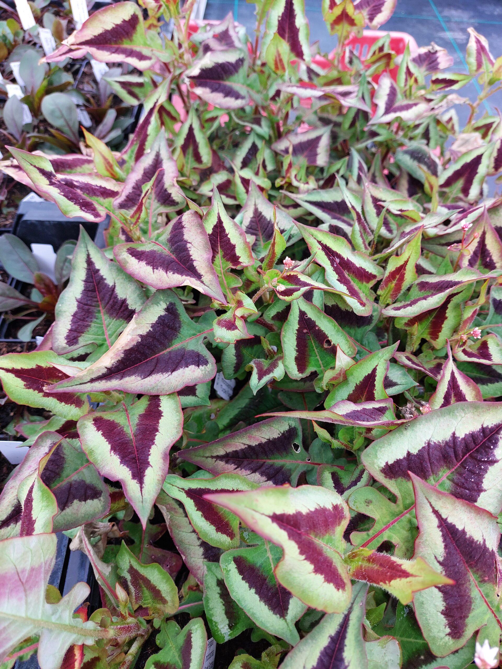 Persicaria microc. Purple Fantasy