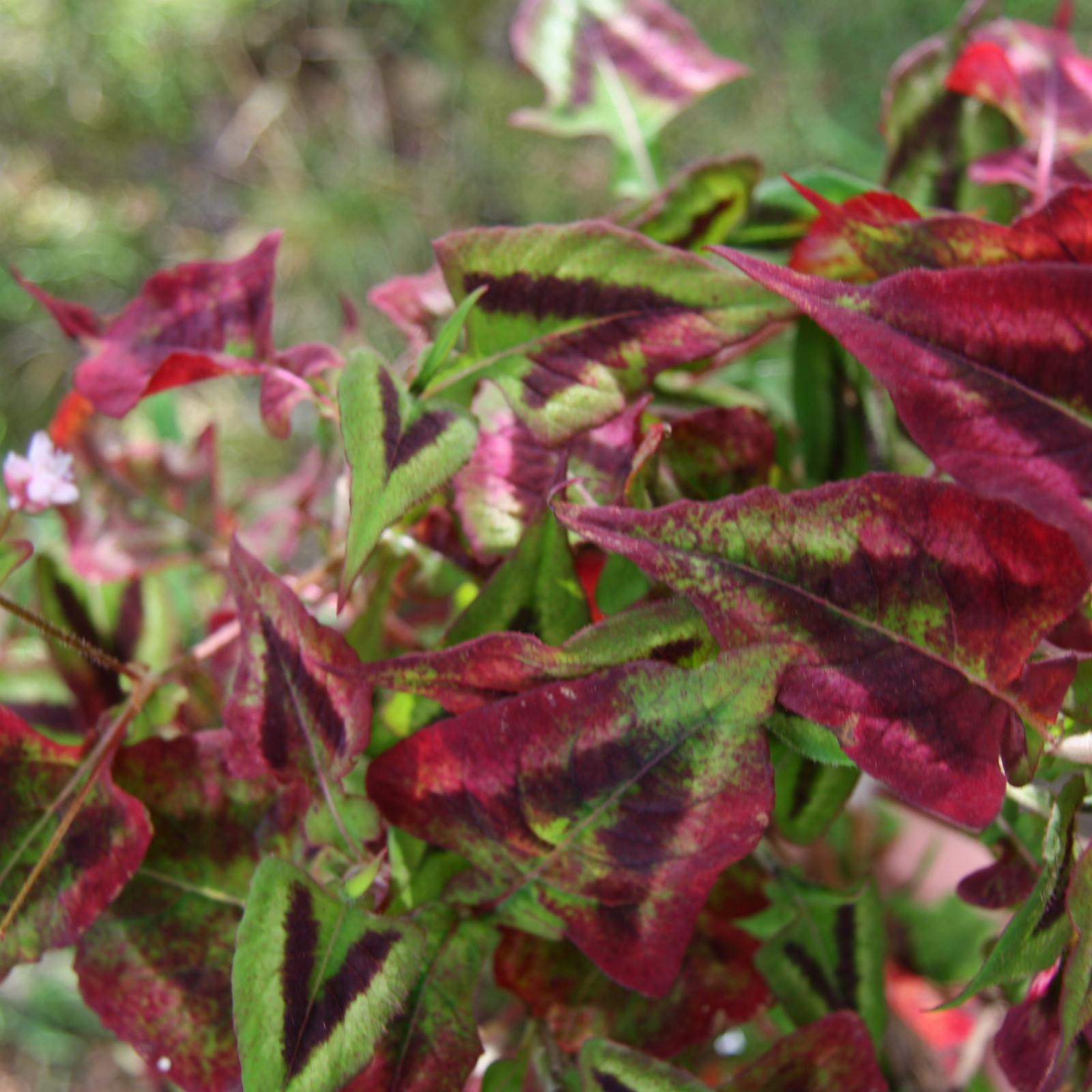 Persicaria microc. Purple Fantasy