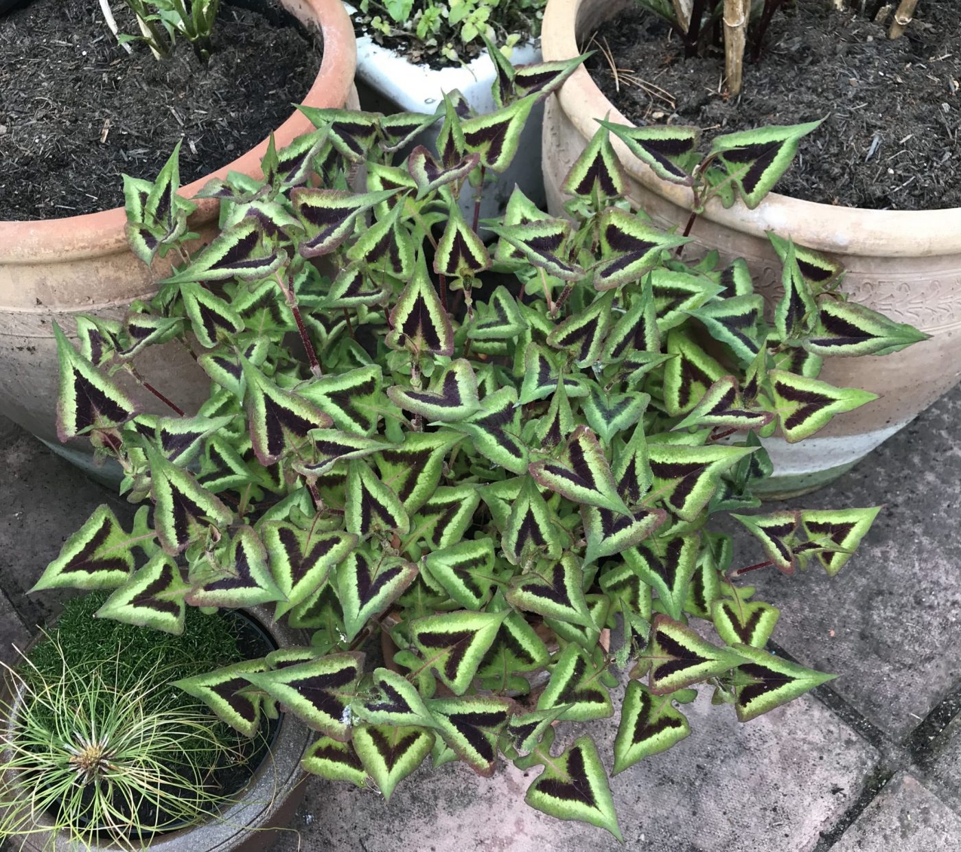 Persicaria microc. Purple Fantasy