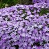 Phlox BEDAZZLED® Lavender