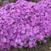 Phlox BEDAZZLED® Pink