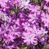 Phlox BEDAZZLED® Pink