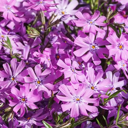 Phlox BEDAZZLED® Pink