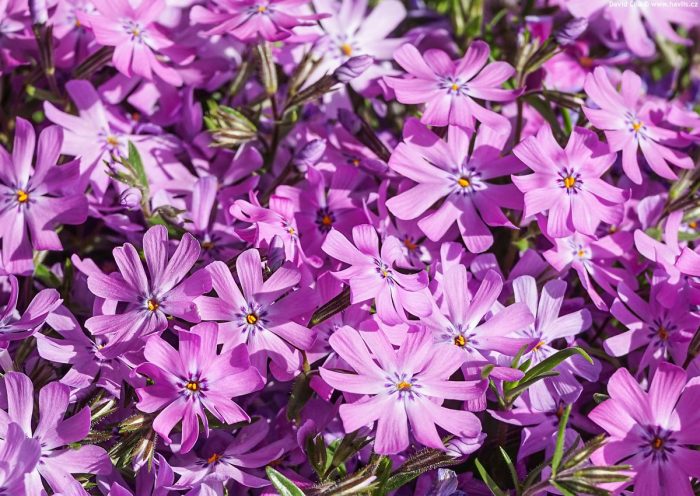 Phlox BEDAZZLED® Pink