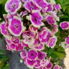 Phlox paniculata Orchid Yellow