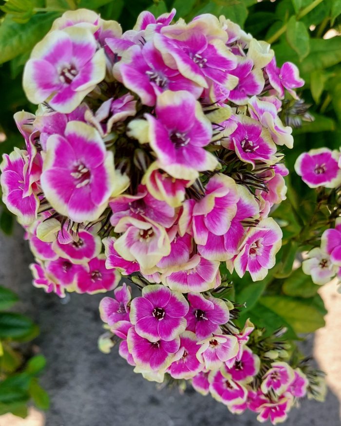Phlox paniculata Orchid Yellow