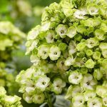 Phlox paniculata Orchid Green