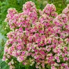 Phlox paniculata Orchid Yellow
