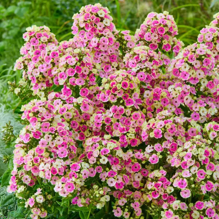 Phlox paniculata Orchid Yellow