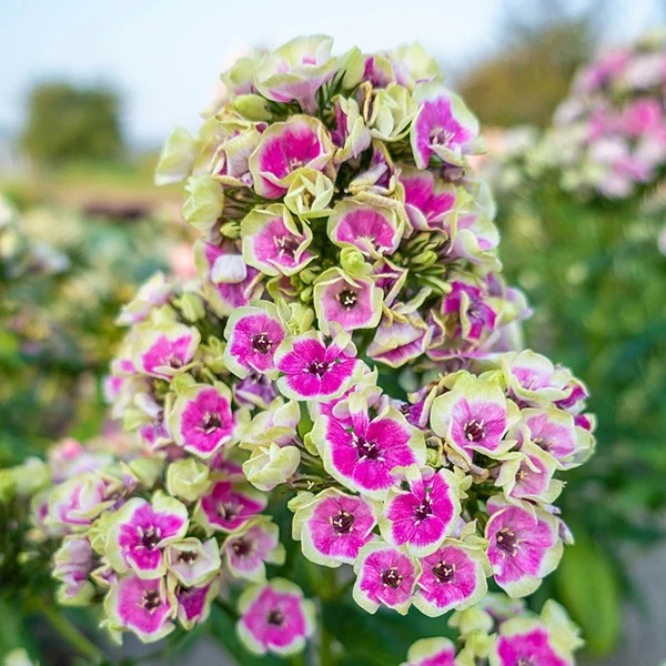 Phlox paniculata Orchid Yellow