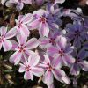 Phlox subulata CANDY STRIPES Tamaongalei