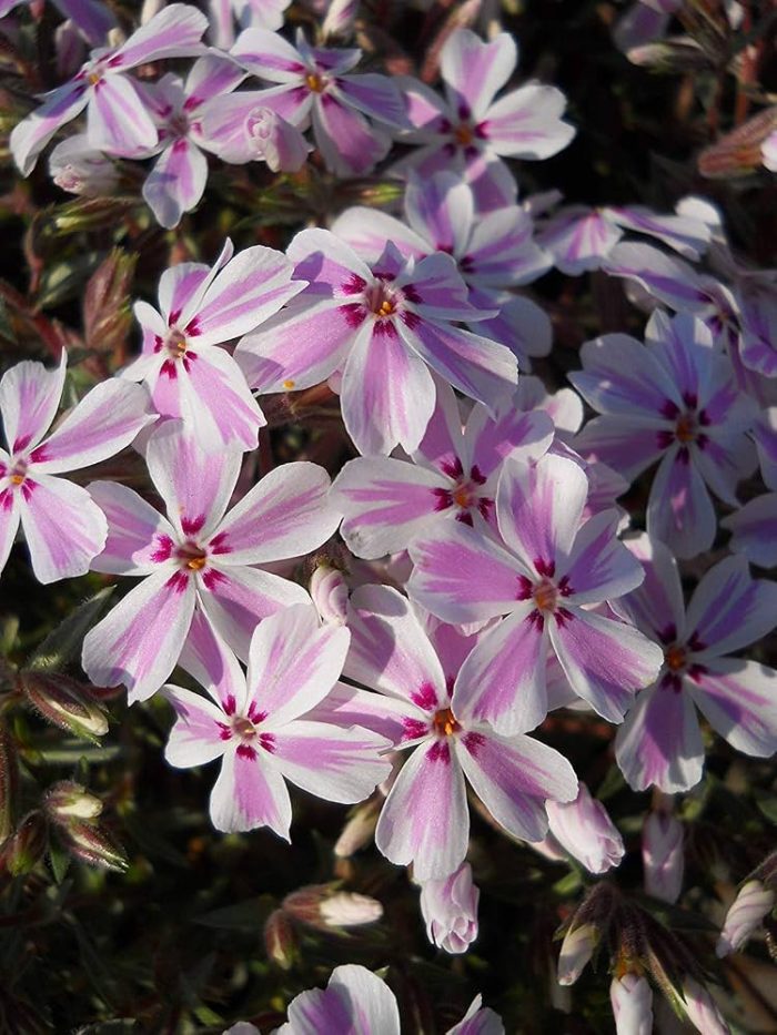 Phlox subulata CANDY STRIPES Tamaongalei