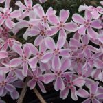 Phlox subulata CANDY STRIPES Tamaongalei