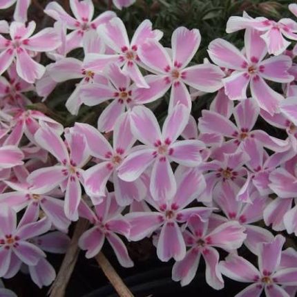 Phlox subulata CANDY STRIPES Tamaongalei