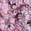 Phlox subulata CANDY STRIPES Tamaongalei