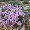 Phlox subulata CANDY STRIPES Tamaongalei