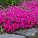 Phlox subulata Scarlet Flame
