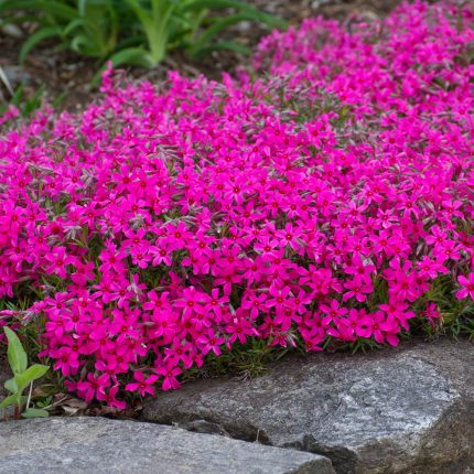 Phlox subulata Scarlet Flame