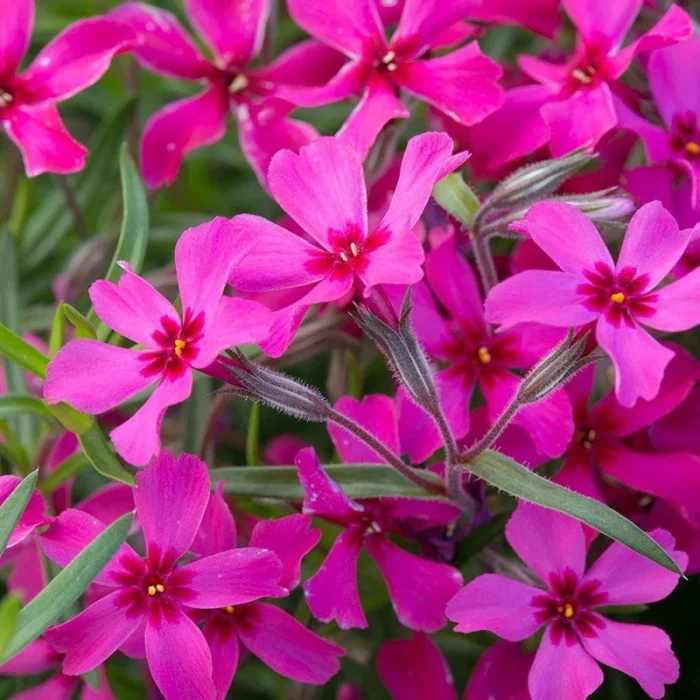 Phlox subulata Scarlet Flame