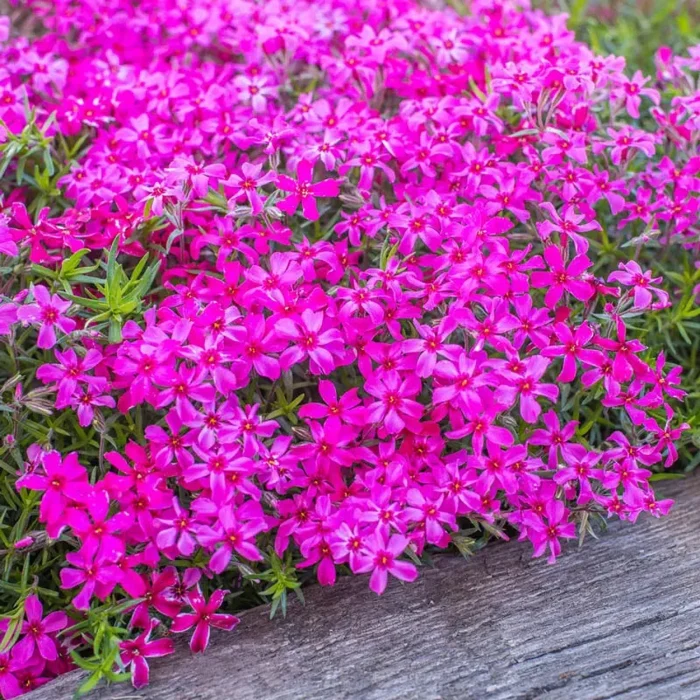 Phlox subulata Scarlet Flame