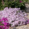 Phlox subulata CANDY STRIPES Tamaongalei