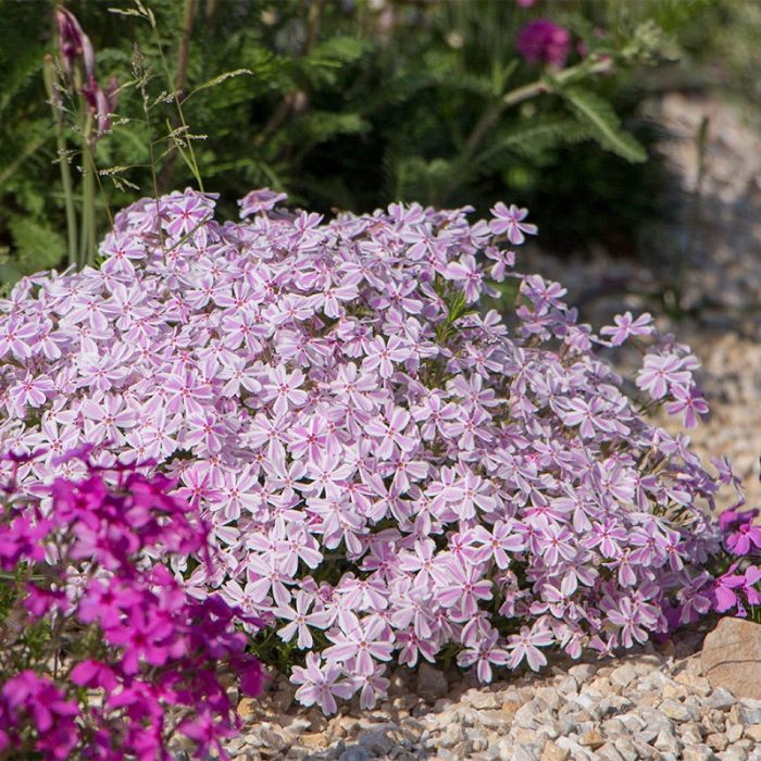 Phlox subulata CANDY STRIPES Tamaongalei