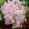 Phlox subulata CANDY STRIPES Tamaongalei