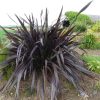 Phormium tenax All Black
