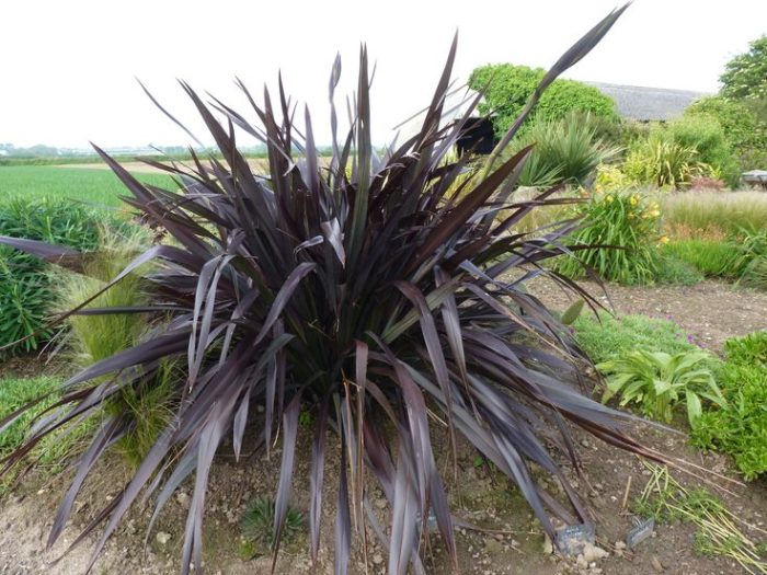 Phormium tenax All Black