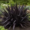 Phormium tenax All Black
