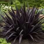 Phormium tenax All Black