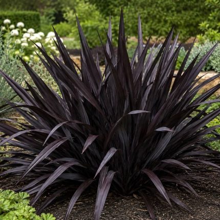 Phormium tenax All Black