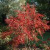 Cires pitic (Prunus incisa) Kojou-no-mai
