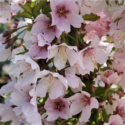 Cires pitic (Prunus incisa) Kojou-no-mai