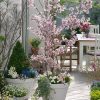 Cires pitic (Prunus incisa) Kojou-no-mai