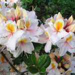 Rhododendron Arima 