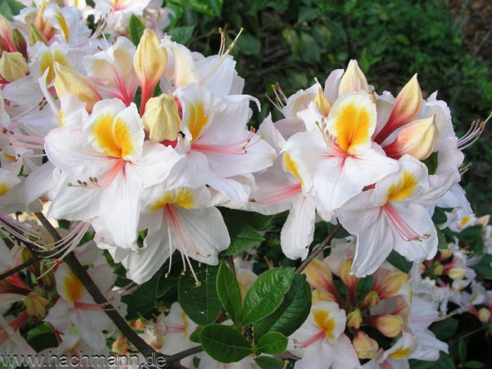 Rhododendron Arima 
