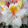 Rhododendron Arima 