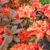 Rhododendron Fireball 