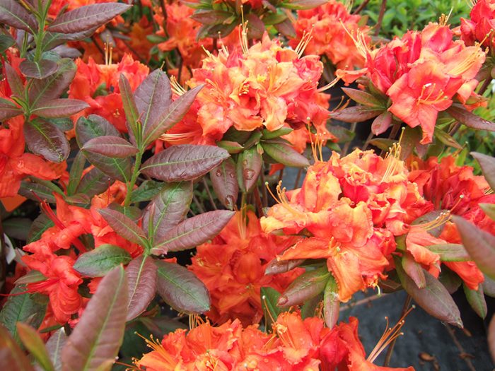 Rhododendron Fireball 
