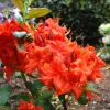 Rhododendron Fireball 