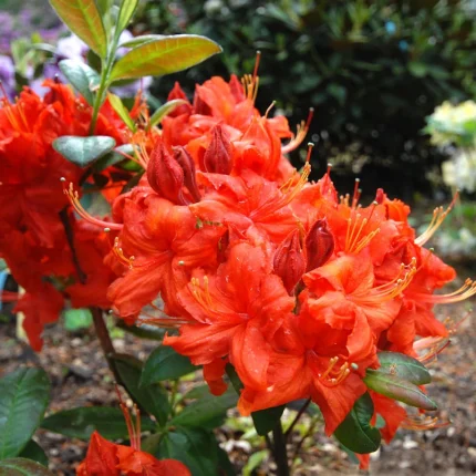 Rhododendron Fireball 
