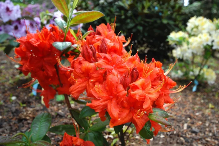 Rhododendron Fireball 