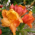 Rhododendron Glowing Embers