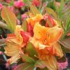 Rhododendron Glowing Embers