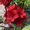 Rhododendron Nabucco