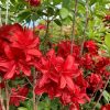 Rhododendron Nabucco