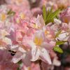 Rhododendron Satomi